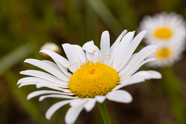 Crab Spider well blended in on the bud of a daisy awaiting prey.