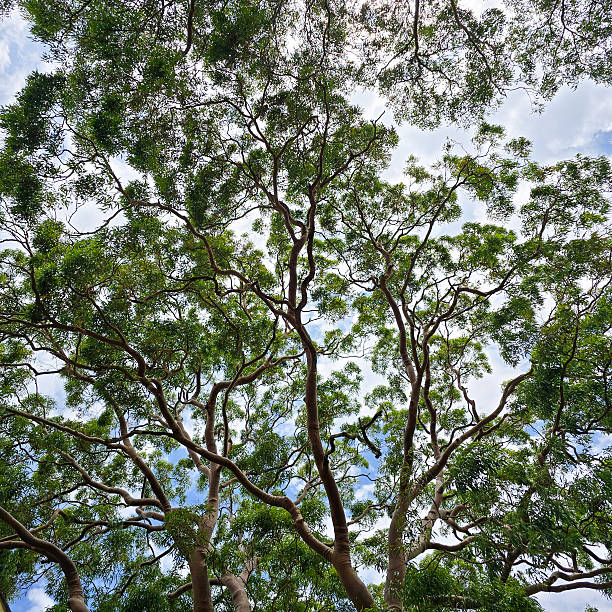 istock Closeup majestic Eucalyptus Red Gum tree top 2225893793
