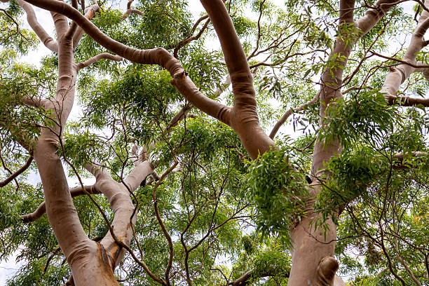 istock Closeup majestic Eucalyptus Red Gum tree top 2225894185