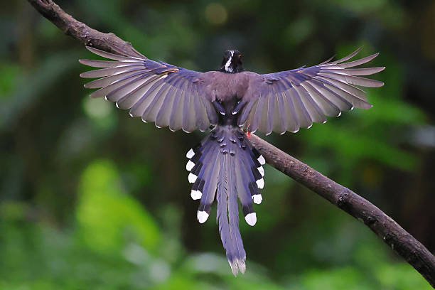 the lyre bird has a lovely long decorative tail
