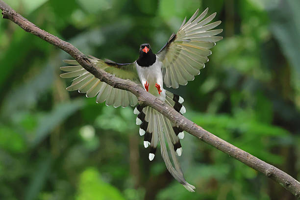 istock Beautiful red-billed blue magpie 2225894387