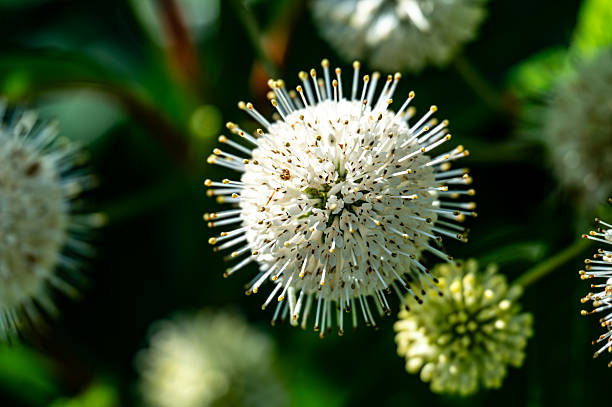 Macro image of a blooming buttonbush (Cephalanthus occidentalis) flower head, featuring a spherical cluster of white tubular florets with yellow-tipped stamens. The background consists of softly blurred foliage, providing a lush green contrast to the flower’s delicate structure. Captured in natural sunlight.