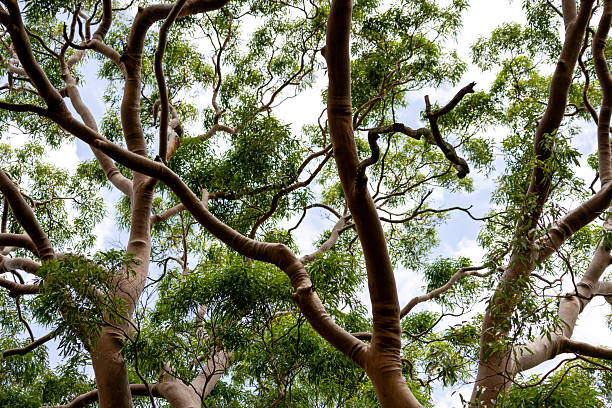 istock Closeup majestic Eucalyptus Red Gum tree top 2225895615