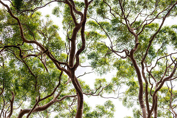 Closeup majestic Eucalyptus Red Gum tree top, full frame horizontal composition