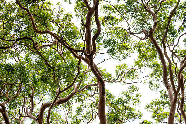Closeup majestic Eucalyptus Red Gum tree top, full frame horizontal composition