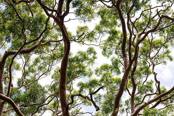 istock Closeup majestic Eucalyptus tree top 2225896960