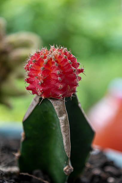 istock Gymnocalycium mihanovichii, also known as the Moon Cactus 2225897403