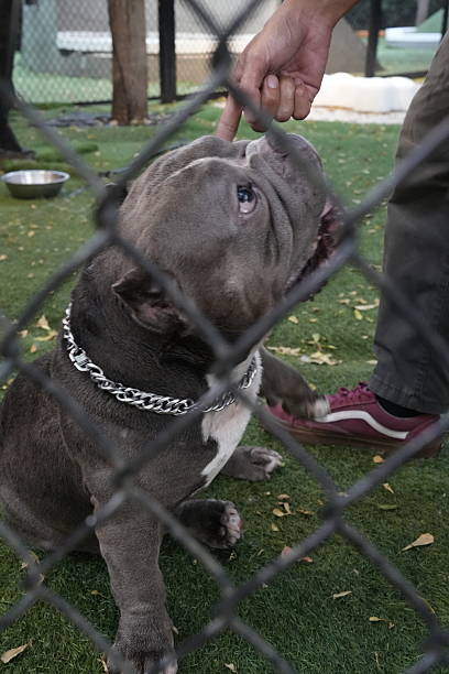 istock American Bully dog interacting with a human hand, 2225899392