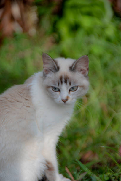 istock An adorable stray cat stares at the camera. 2225900209