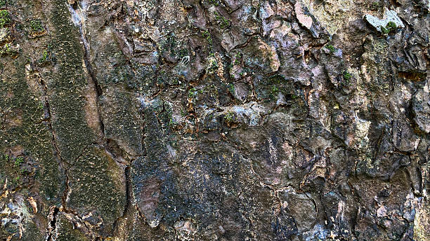 istock Rough tree bark texture with natural cracks, earthy tones, and moss details 2225902323