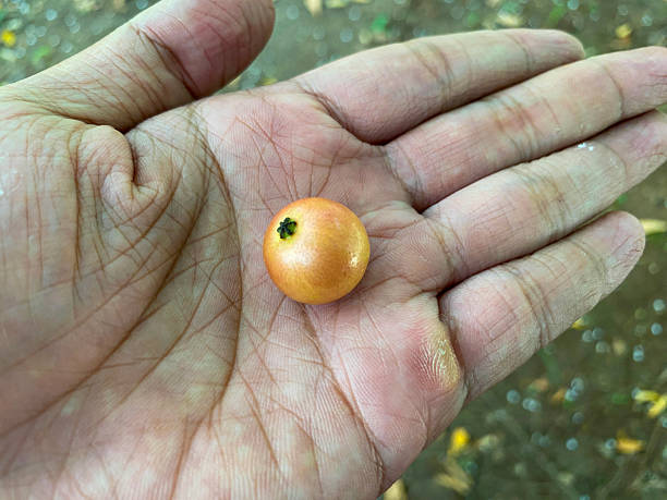 istock small red Kersen (Muntingia calabura) fruits on palm hand 2225902857
