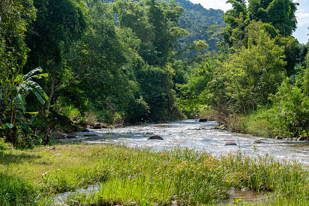 istock Forest and river landscape, rice terraces, Bo Kluea District, Nan Province. 2225906111