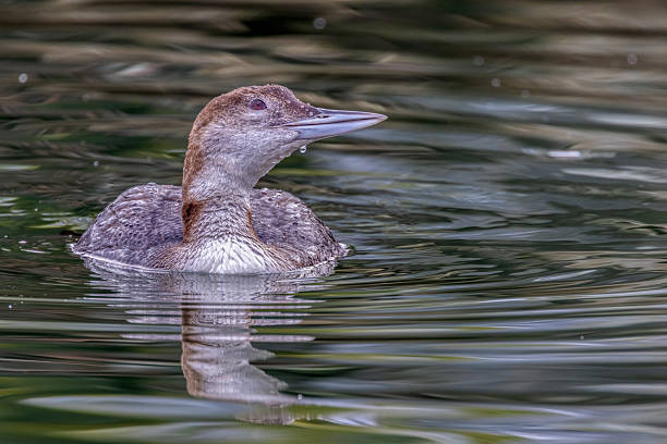 The common loon or great northern diver (Gavia immer) is a large member of the loon, or diver, family of birds. Non-breeding adults are brownish with a dark neck and head marked with dark grey-brown.. Bodega Bay, Sonoma County, California.