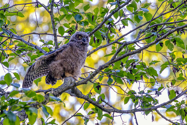 istock new born Barred Owlet perched on a tree branch 2225906385
