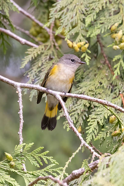 istock American Redstart perched on tree branch, Vancouver, BC, Canada 2225906471