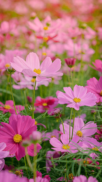 istock Cosmos bipinnatus 2225909027