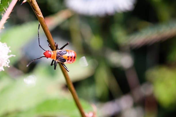Macrophotography of a Red cotton stainer bug on a leaf. Ladybugs of the species Dysdercus Cingulatus live in the wild. Insect life in natural ecosystems. Science and biology. Negative space