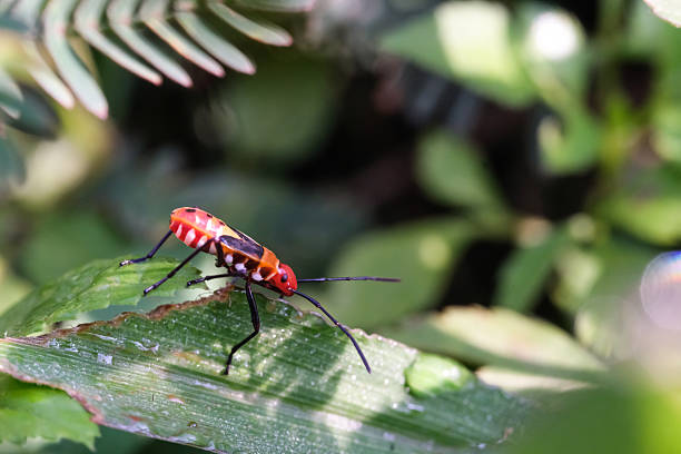 istock Macrophotography of a Red cotton stainer bug on a leaf 2225909191