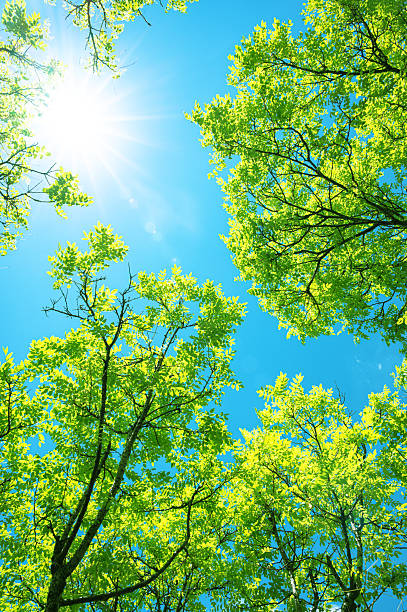 istock View to blue sky with sunbeams through treetops 2225909602