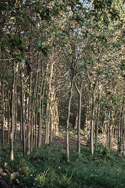 istock Tranquil Forest Scene with Teak Trees and Stone Pathway 2225910210