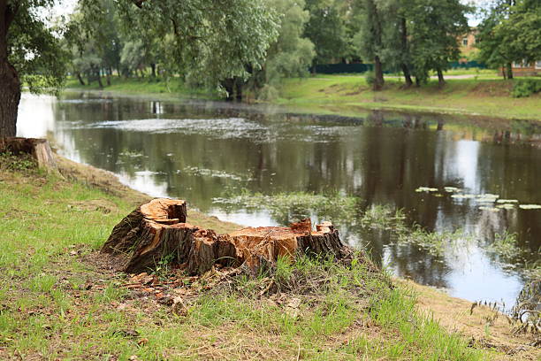 A beautifully serene view of a neatly cut tree stump located by a tranquil river, surrounded by lush greenery
