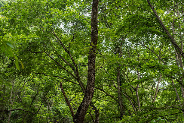 Green primeval forest road