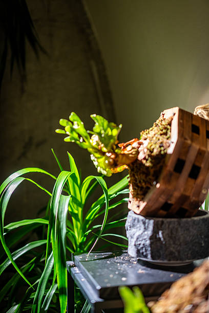 istock The potted plants in the office 2225917245