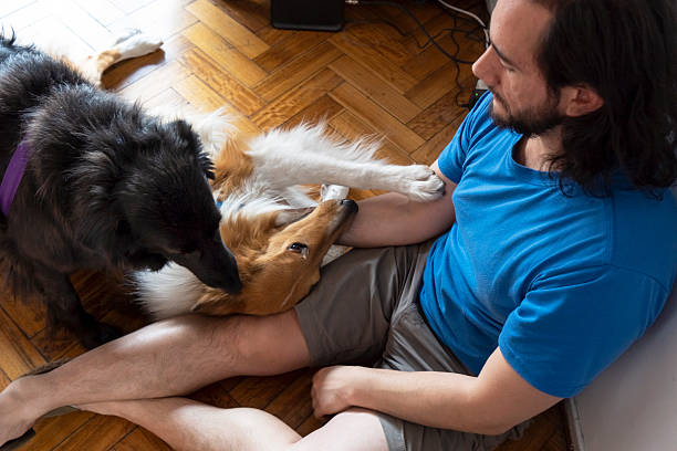 istock Latin man interacts with two dogs in a cozy indoor 2225917683