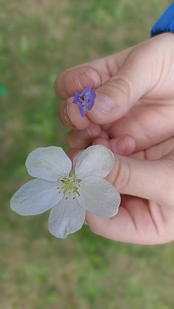 istock Child s Hand Holding Flowers Exploring Nature s Tiny Wonders in a Garden Setting 2225920946