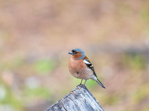 istock Common chaffinch, Fringilla coelebs, sits on a tree. Common chaffinch in wildlife. 2225921092