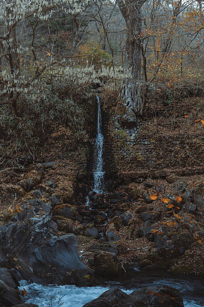 A narrow waterfall cascades down mossy rocks into a flowing stream, surrounded by a quiet forest in late autumn. Nikko, Japan