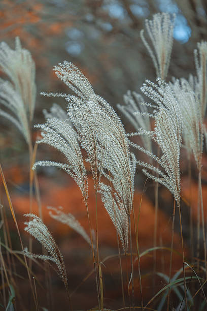 istock Close-up of delicate silver grass (Miscanthus) swaying gently, set against a soft autumn-colored background. 2225922405