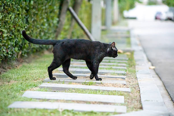 Black cat walks in a public park
