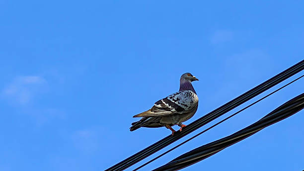 istock A pigeon on black power lines against blue sky 2225925698