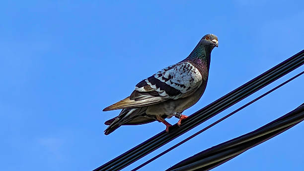 istock A pigeon on black power lines against blue sky 2225926253