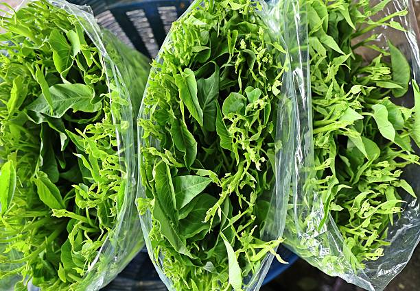 istock Morning Glory vegetable in bundles. 2225927694