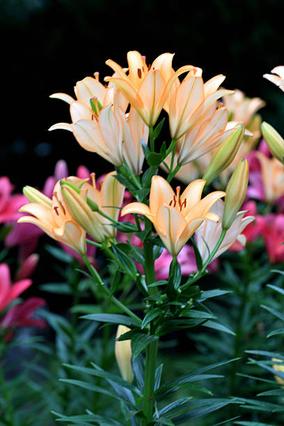 With large, showy flowers in bloom from early to mid-summer, lilies are perennial flowers, grown from bulbs, which have six plain or strikingly marked tepals (\