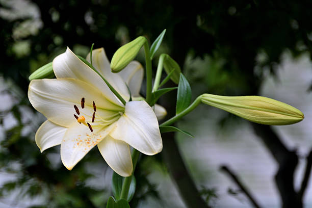 Flowers beautiful smell lily of the valley or may-lily with drops after rain. Inspirational natural floral blooming garden or park. Garden in spring or summer. Blooming ecology nature concept