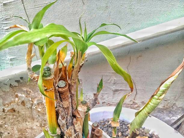 istock bamboo-like plant that comes back to life 2225929100