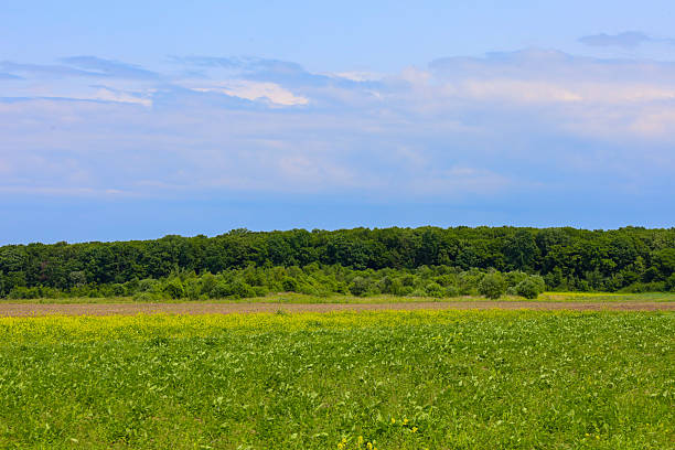 istock Endless fields with multicolored crops stretch to the horizon, where a forest line meets a sky covered with light clouds. This peaceful rural landscape showcases natural harmony and the tranquility of a summer day. 2225929950