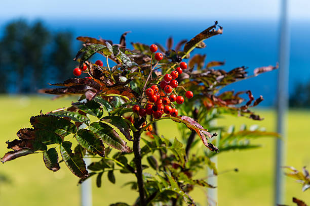 autumn fruit