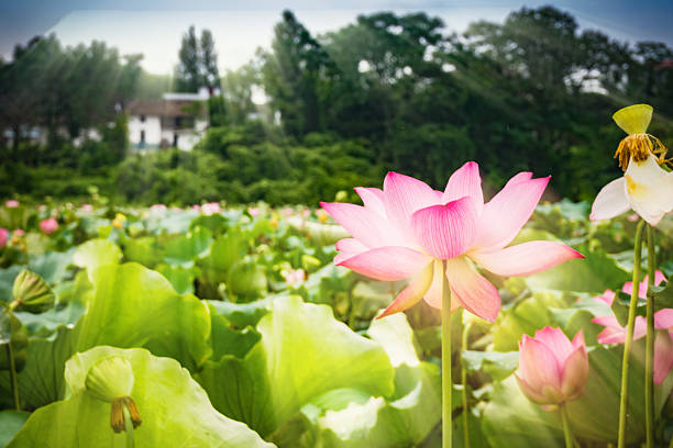 istock Lotus in the lotus pond 2225931173