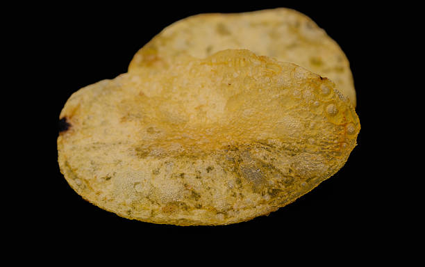 istock One single fried fatty potato chip with salt 2225931757