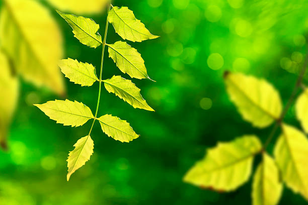 Close up green leaves with beautiful sunny background