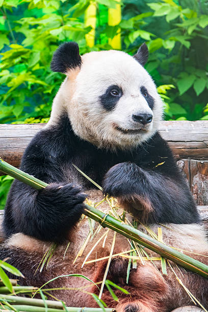 istock The Giant Panda Bear sits while eating a bamboo stalk 2225936194
