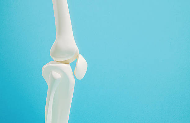 Human knee joint on blue background. Bone health and active lifestyle concept.