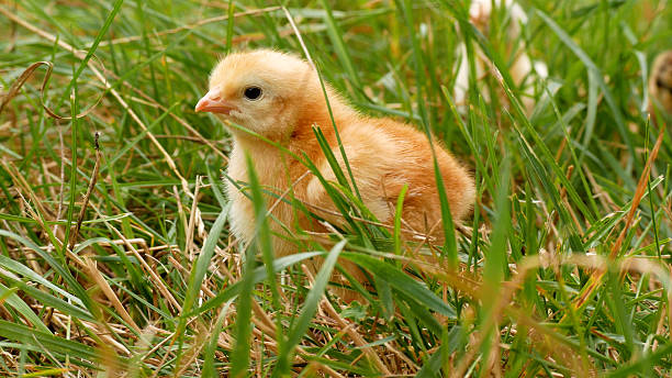 istock Cute newborn yellow chick standing on grass in nature. 2225938427
