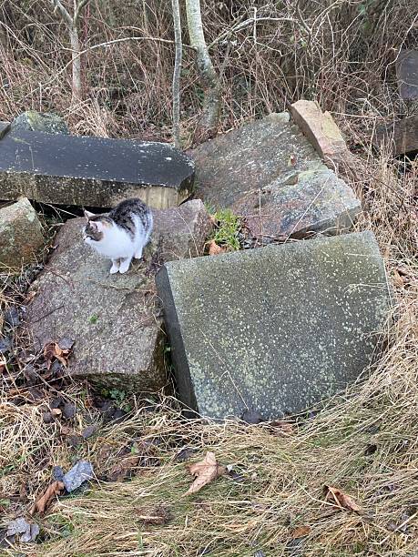 Small cat on top of old tombstones from granite. The stones are expired and are now material.