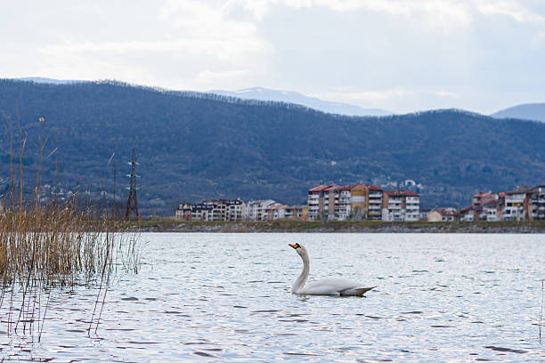istock Swan, bird, wild, nature, beautiful 2225940508