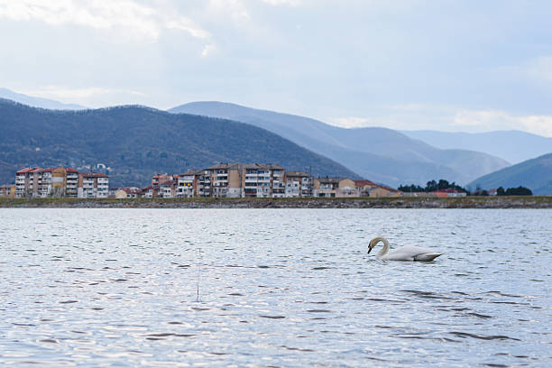 istock Swan, bird, wild, nature, beautiful 2225940528